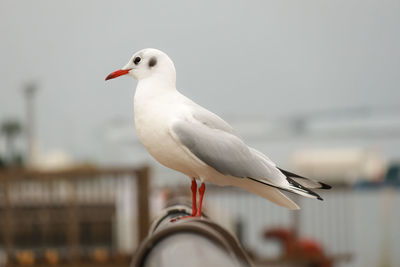 Close-up of seagull perching on a bird