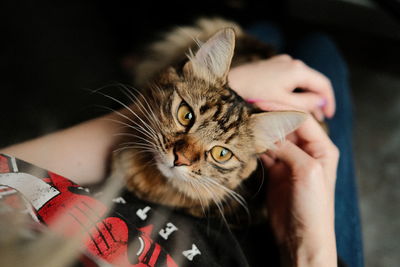 Portrait of cat with hand