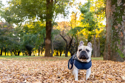 Dog in forest
