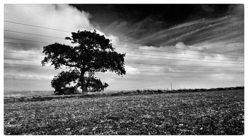 Trees on field against cloudy sky