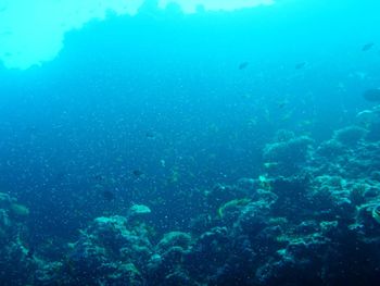 Fish swimming in sea