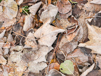 Full frame shot of logs