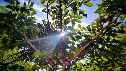 Sun shining through trees