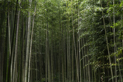 Bamboo trees in forest