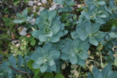 Close-up of flowers blooming outdoors