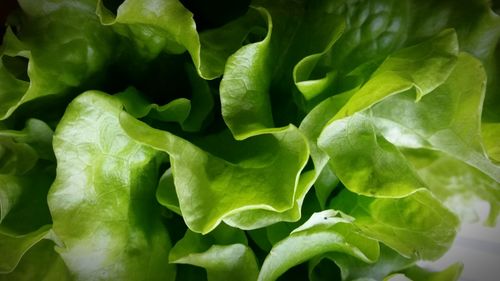 Full frame shot of green leaves