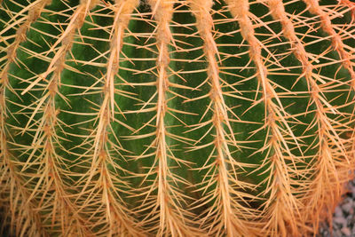 Full frame shot of cactus