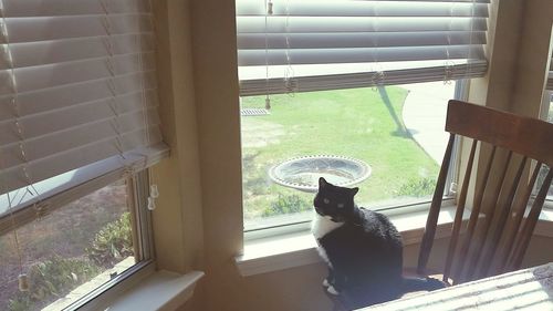 Close-up of cat sitting on window sill