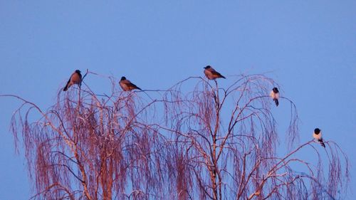 Low angle view of birds perching on bare tree against blue sky