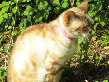 Close-up of cat standing on field