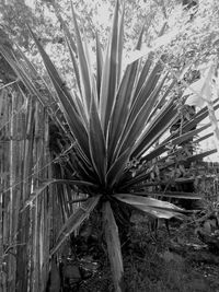 Close-up of palm trees growing on field