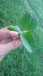 Close-up of hand holding plant