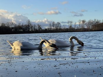 Swans swimming in lake against sky