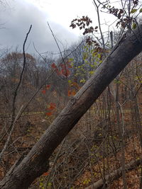 Bare trees in forest against sky