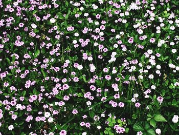 Full frame shot of white flowers