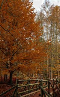 Trees in forest during autumn
