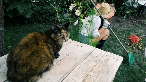 Cat relaxing on table by woman crouching with rake in yard