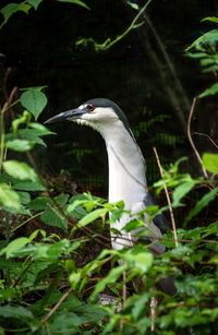 View of a bird on a land