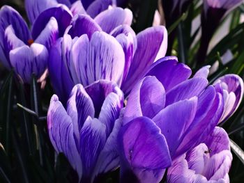 Close-up of purple crocus flowers