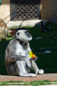 Close-up of monkey sitting in cage at zoo