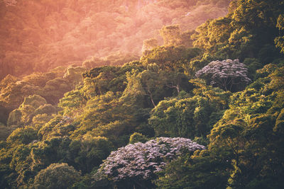 Scenic view of trees in forest