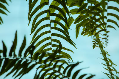 The green world under the sunlight