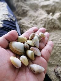 Close-up of hand holding shells