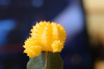 Close-up of yellow sunflower blooming outdoors