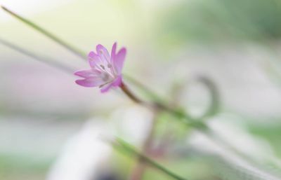 Close-up of flower blooming outdoors