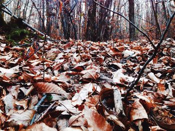 Trees in forest