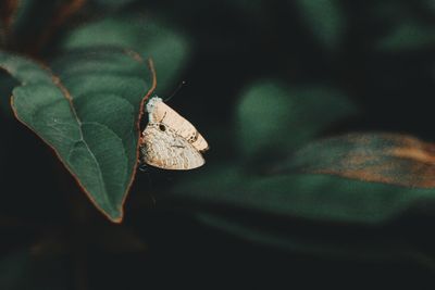 Close-up of butterfly on leaves