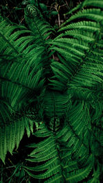 Full frame shot of fresh green leaves