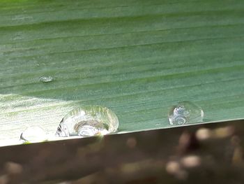 Close-up of water drops on leaves