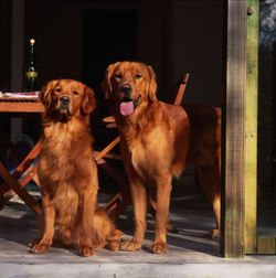 Portrait of dog sitting outdoors