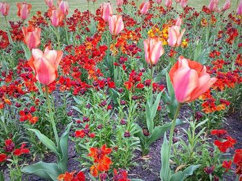 Close-up of red flowers