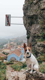 Low angle view of dog on rock formations