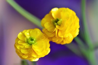 Close-up of yellow flowering plant