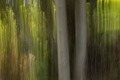 Close-up of bamboo trees on field