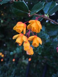 Close-up of orange flowering plant