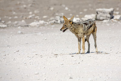 Jackal standing outdoors