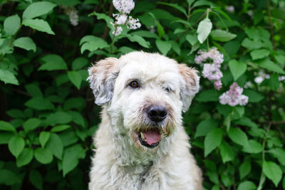 Portrait of dog in spring flowers. 
