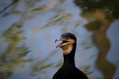 Close-up of cormorant bird