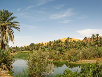 Scenic view of palm trees by lake against sky