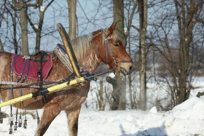 Horse standing on snow covered field during winter