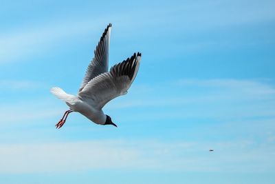 Low angle view of seagull flying