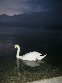 Swan swimming on lake