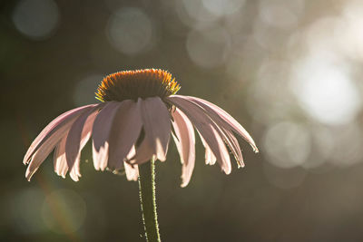 Close-up of coneflowers blooming outdoors