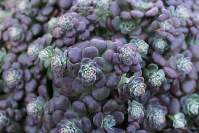 Full frame shot of purple flowers