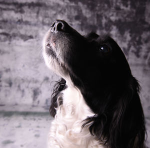 Close-up of a dog looking up