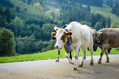 View of cows on road